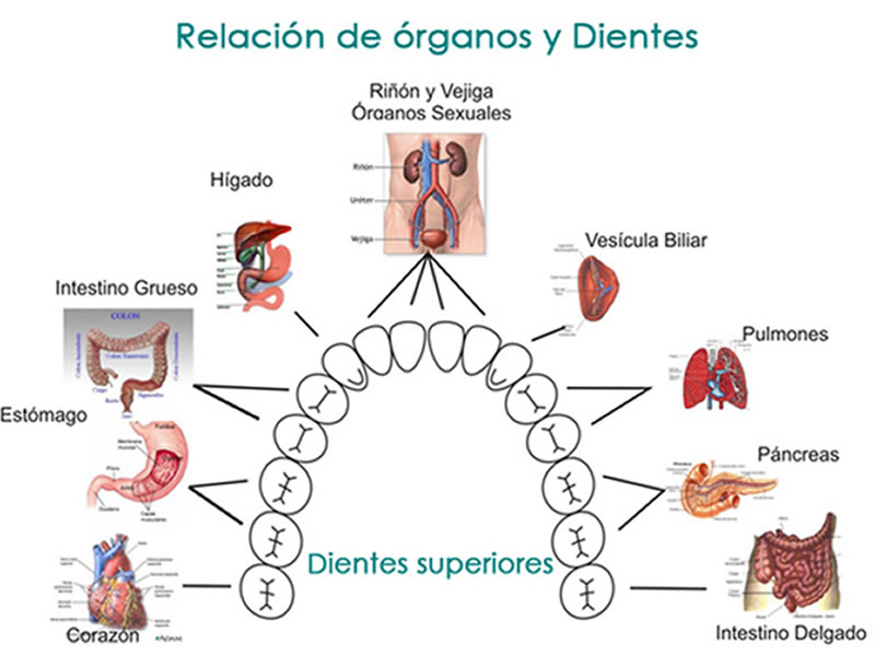Odontolog&iacute;a Neurofocal